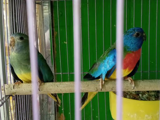 Pet Store «Inez Pet Shop», reviews and photos, 3825 Whittier Blvd, Los Angeles, CA 90023, USA