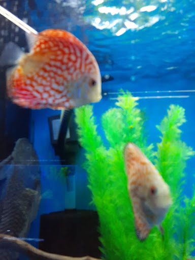 Pet Store «Exotic Fish & Pets», reviews and photos, 3272 N 5th Street Hwy, Reading, PA 19605, USA