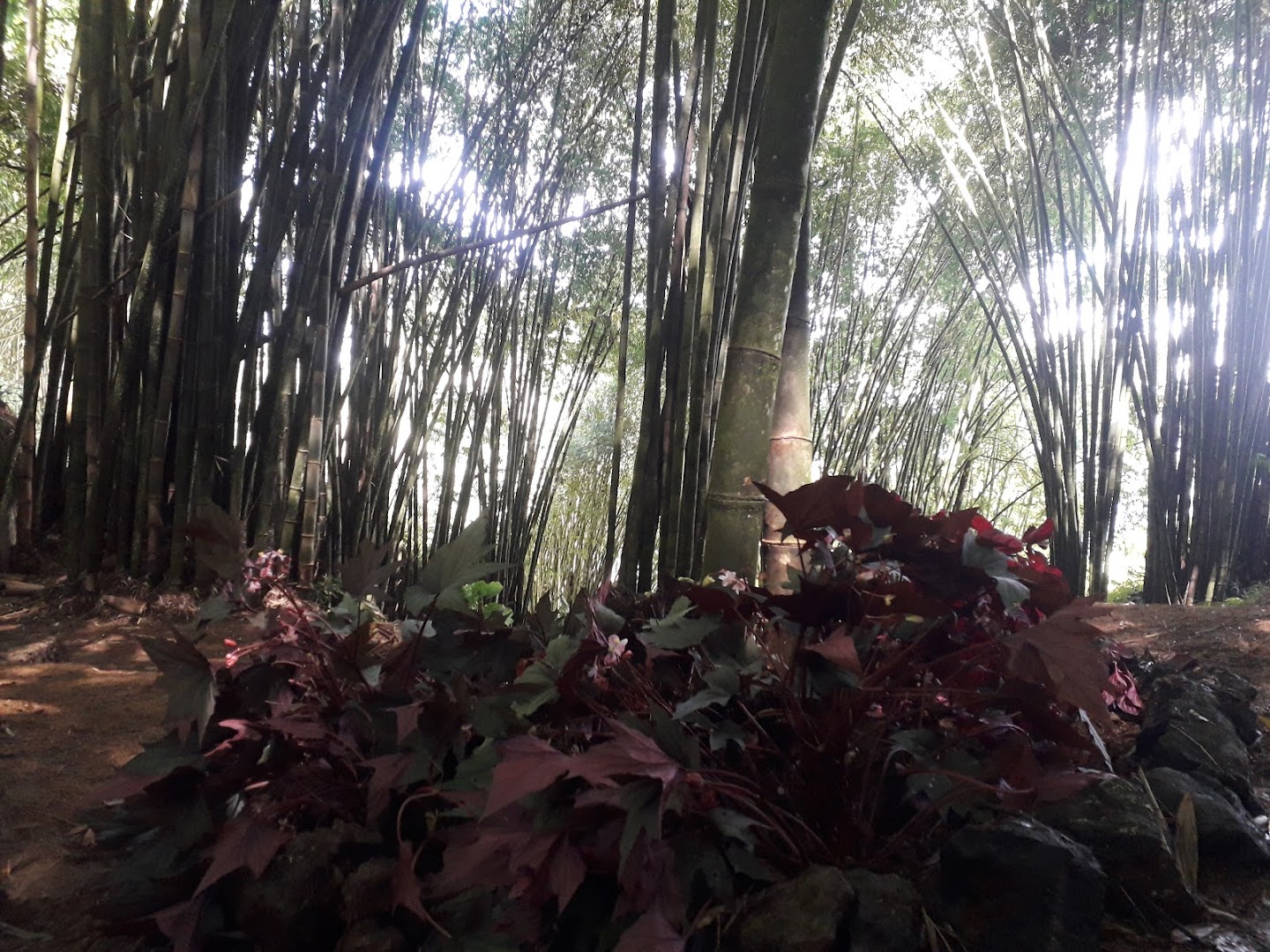 Objek Wisata Hutan Bambu To' Kumila'