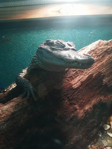 Nature Preserve «Calusa Nature Center & Planetarium», reviews and photos, 3450 Ortiz Ave, Fort Myers, FL 33905, USA