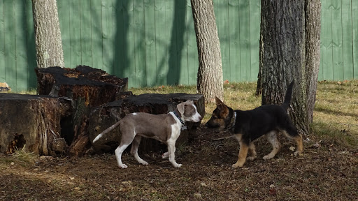 Dog Trainer «Awesome Dawgs Dog Training LLC», reviews and photos, 3052 Pricetown Rd, Temple, PA 19560, USA