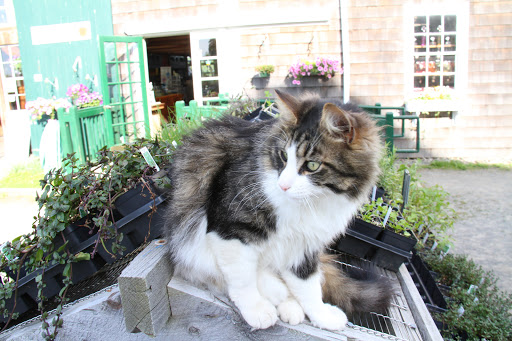 Farm «Russell Orchards», reviews and photos, 143 Argilla Rd, Ipswich, MA 01938, USA