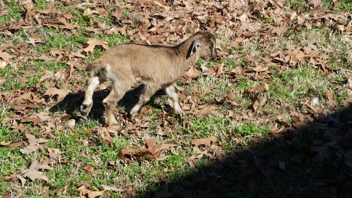 Golf Course «Capitol Hill Golf», reviews and photos, 2600 Constitution Ave, Prattville, AL 36066, USA