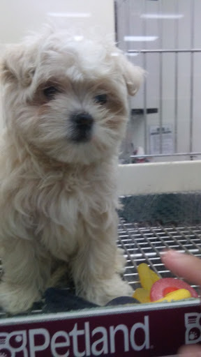 Pet Store «Petland Vineyard - San Antonio», reviews and photos, 1309 North Loop 1604 W #101, San Antonio, TX 78258, USA