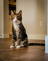 Ruff Life Pet Sitting - Photo 3 - Car repair in , The Woodlands