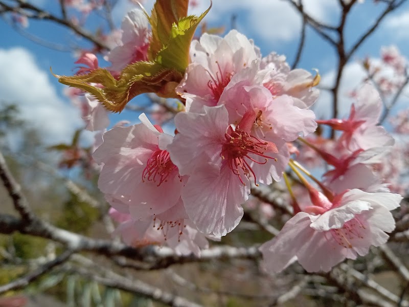 桜遊山