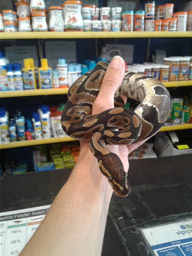 Pet Store «Petland Discounts - West New York», reviews and photos, 5812 Bergenline Ave, West New York, NJ 07093, USA