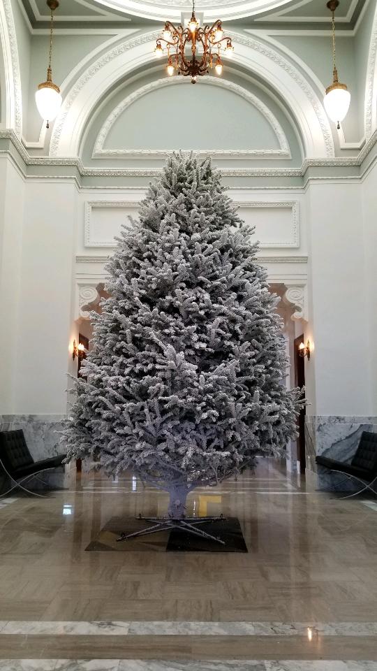 Baumgartner Family Christmas Trees