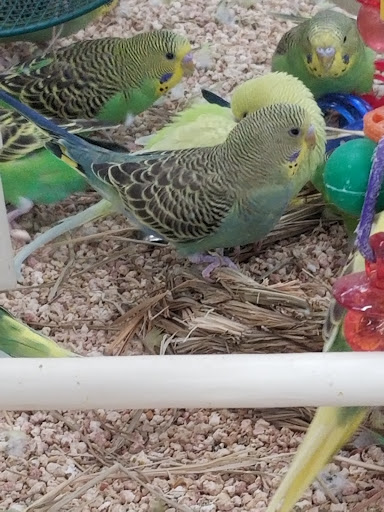 Pet Supply Store «Pet Supermarket», reviews and photos, 7805 Abercorn St, Savannah, GA 31406, USA