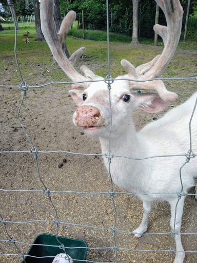 Zoo «Trowbridge Creek Zoo», reviews and photos, 50622 Co Rd 17, Vergas, MN 56587, USA