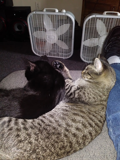 Used Car Dealer «RightWay Auto Sales», reviews and photos, 3285 Bay Rd, Saginaw, MI 48603, USA