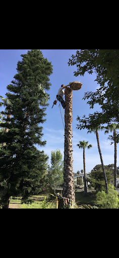 Shannon's Tree Trimming & Removal Service