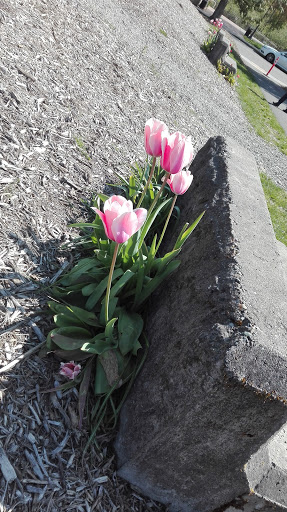 Park «The Park at Bothell Landing», reviews and photos, 9919 NE 180th St, Bothell, WA 98011, USA