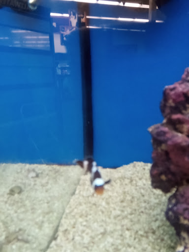 Pet Supply Store «Petco Animal Supplies», reviews and photos, 1704 US Hwy 27 S, Sebring, FL 33870, USA