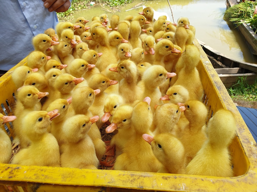 Gà Vịt Giống Hoa Sang TP Tân An Long An 0939451638