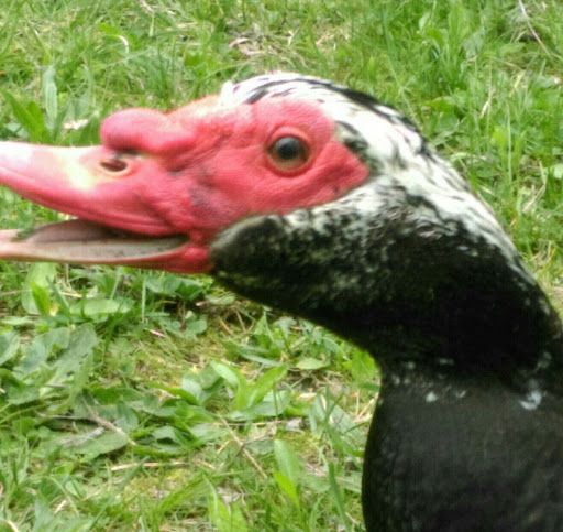 Park «Mansfield Park», reviews and photos, 85 Walker St, Massapequa Park, NY 11762, USA