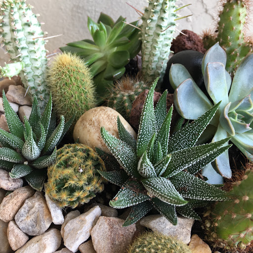 Wholesale Florist «Urban Jungle», reviews and photos, 2603 Sherman Ave NW, Washington, DC 20001, USA