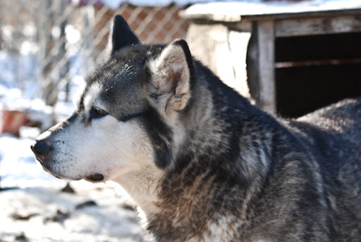 Kokamal Kennels