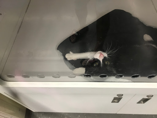 Pet Supply Store «Petco Animal Supplies», reviews and photos, 5120 E Bay Dr, Clearwater, FL 33764, USA