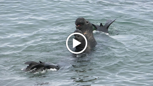 Supermarket «Stater Bros. Markets», reviews and photos, 8770 Base Line Rd, Alta Loma, CA 91701, USA