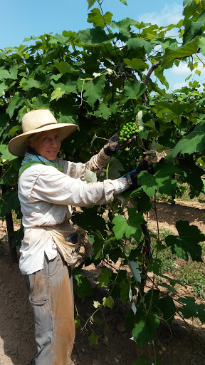 Winery «Post Familie Vineyards», reviews and photos, 1700 St Marys Mountain Rd, Altus, AR 72821, USA