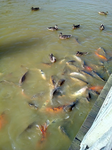 Golf Course «Waters Edge Mini Golf», reviews and photos, 230 N Ronks Rd, Bird in Hand, PA 17505, USA