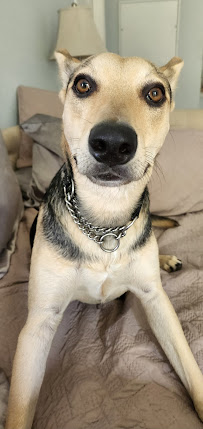 The Furry Godmother - Photo 5 - Car repair in , Tampa