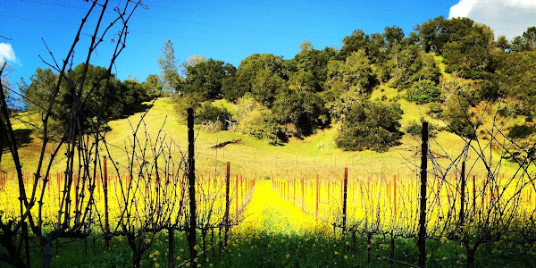 Brown Downtown Napa