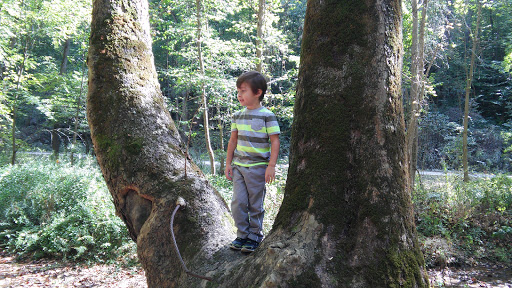 Campground «Fallen Rock Park Restaurant», reviews and photos, 8816 Fallen Rock Rd, Brazil, IN 47834, USA