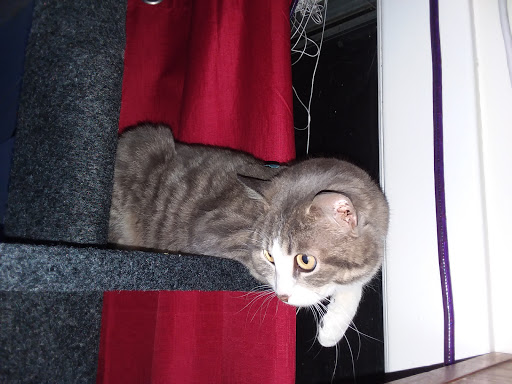 Pet Supply Store «PetSmart», reviews and photos, 3210 E Lynn Blvd, Sterling, IL 61081, USA