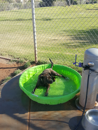 Tempe Sports Complex Dog Park