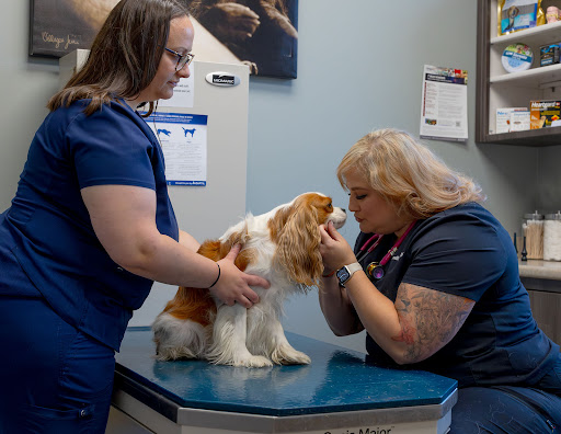 Cedar Hill Animal Clinic image