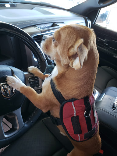 Car Dealer «Hanlees Chrysler Dodge Jeep Ram of Napa», reviews and photos, 333 Soscol Ave, Napa, CA 94559, USA