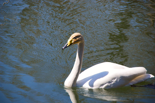 Zoo «Trevor Zoo at Millbrook School», reviews and photos, 282 Millbrook School Rd, Millbrook, NY 12545, USA