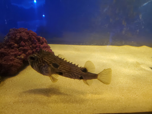 Tropical Fish Store «Fish Den Inc.», reviews and photos, 5055 W 44th Ave, Denver, CO 80212, USA