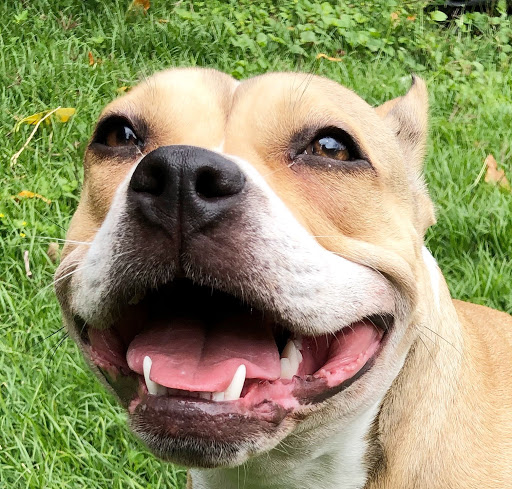 Kailua Pet Hospital image