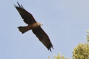 Birding Tarifa image