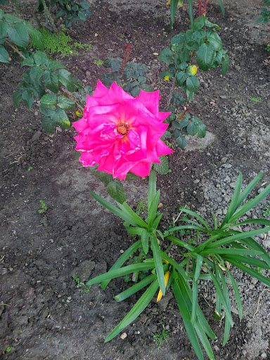 Park «Furman Park», reviews and photos, 10419 Rives Ave, Downey, CA 90241, USA