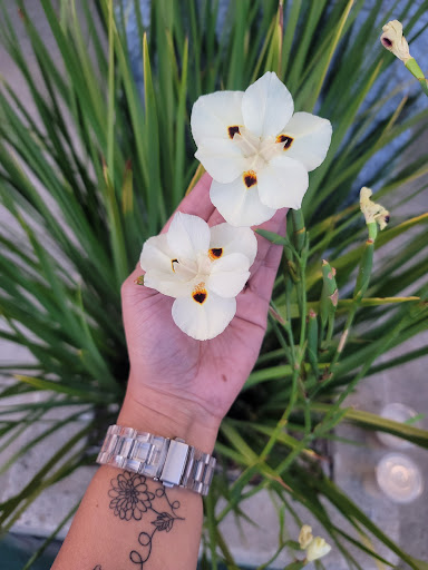 Shopping Mall «Mountain Green Shopping Center», reviews and photos, 357 S Mountain Ave, Upland, CA 91786, USA