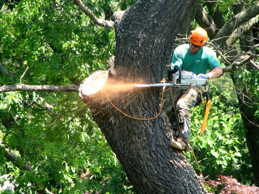 Ashtabula Tree Service image 2