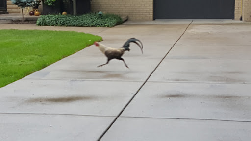 Nature Preserve «Forest Glen Woods», reviews and photos, 5420 N Forest Glen Ave, Chicago, IL 60630, USA