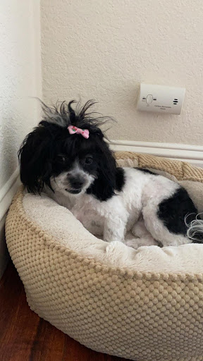 Pet Supply Store «Petco Animal Supplies», reviews and photos, 1150 Concord Ave #160, Concord, CA 94520, USA