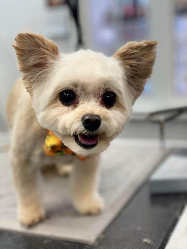 Pet Store «Canine Carousel», reviews and photos, 43135 Broadlands Center Plaza #129, Ashburn, VA 20148, USA