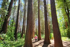 Giant Sequoia Grove image