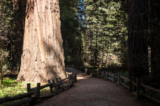 Henry Cowell Redwoods State Park