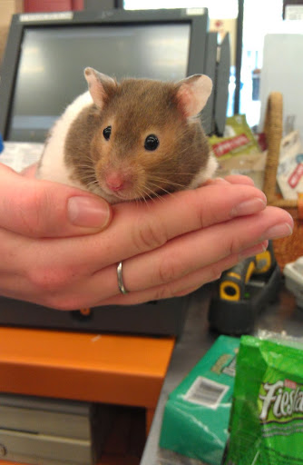 Pet Supply Store «Pet Food Express», reviews and photos, 838 Southampton Rd, Benicia, CA 94510, USA