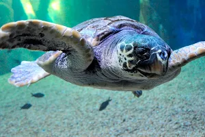 Acquario di Cala Gonone image