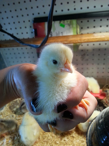 Animal Feed Store «Whittier Feed Store», reviews and photos, 12618 Penn St, Whittier, CA 90602, USA