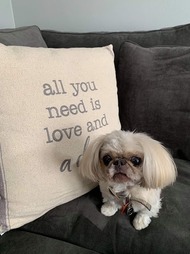 Pet Groomer «Affordable Family Pet Grooming», reviews and photos, 222 N Main St, Fond du Lac, WI 54935, USA