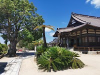 福楽寺のソテツ（市指定天然記念物）